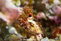 Bad Hair Day. A yellowfin Fringhead peers out of its tubu... by Douglas Klug 